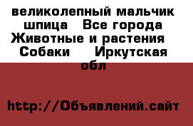 великолепный мальчик шпица - Все города Животные и растения » Собаки   . Иркутская обл.